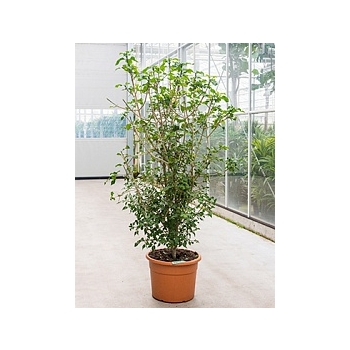 Гардения thunbergia branched Диаметр горшка — 45 см Высота растения — 210 см