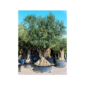 Олива европейская бонсай Диаметр горшка — 130 см Высота растения — 250 см