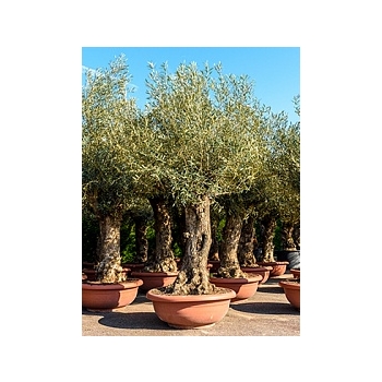 Олива европейская бонсай Диаметр горшка — 80 см Высота растения — 250 см