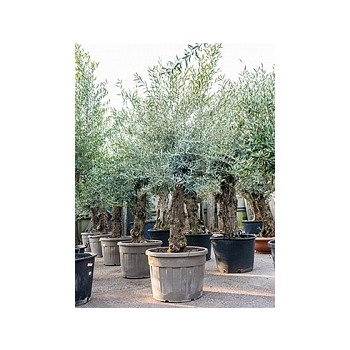 Олива европейская стебель extra Диаметр горшка — 60 см Высота растения — 250 см