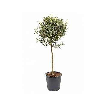Олива европейская стебель Диаметр горшка — 30 см Высота растения — 120 см
