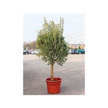Олива европейская стебель Диаметр горшка — 50 см Высота растения — 200 см