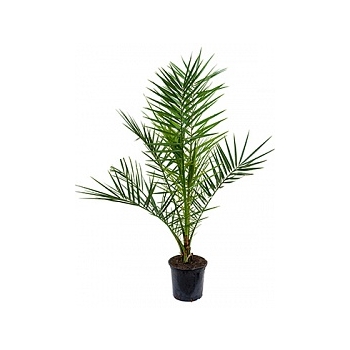 Финиковая пальма canariensis стебель Диаметр горшка — 19 см Высота растения — 85 см
