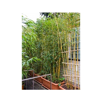 Филлостахис бамбуковый spectabillis multi стебель Диаметр горшка — 90/45 см Высота растения — 260 см