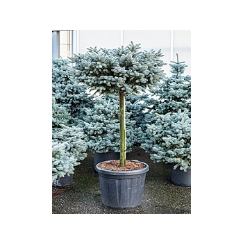 Ель голубая globosa стебель/крона (h80/o90) Диаметр горшка — 60 см Высота растения — 170 см