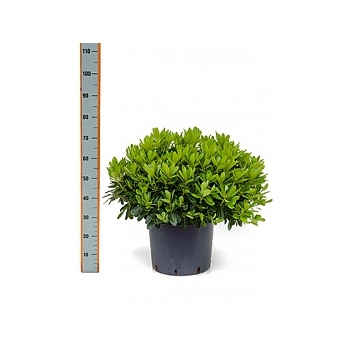 Питтоспорум Тобира nana куст Диаметр горшка — 24 см Высота растения — 35 см