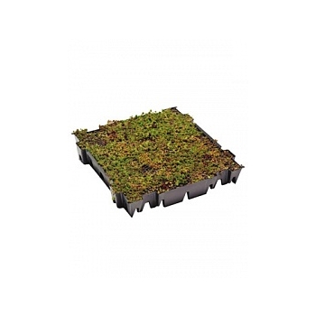 Седум суккулентный tray (live plants) green label  Высота растения — 8 см
