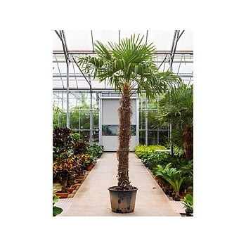 Трахикарпус Форчуна стебель (225-250) Диаметр горшка — 60 см Высота растения — 400 см