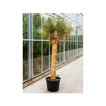 Юкка rostrata branched 2 head Диаметр горшка — 50 см Высота растения — 240 см