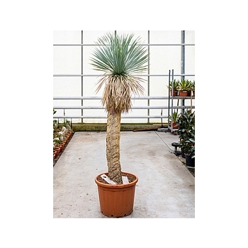 Юкка rostrata стебель (130-140) Диаметр горшка — 50 см Высота растения — 225 см