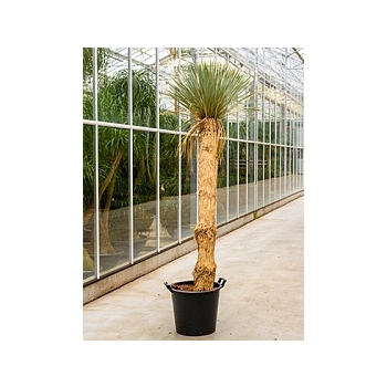Юкка rostrata стебель (130-150) Диаметр горшка — 50 см Высота растения — 230 см