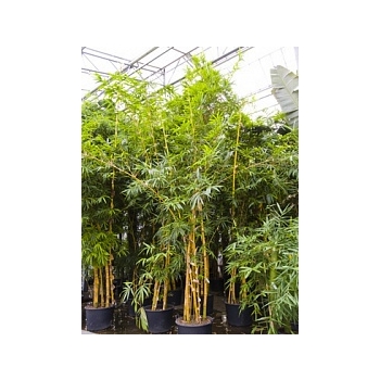 Бамбук vulgaris 3-стебель Диаметр горшка — 70 см Высота растения — 600 см