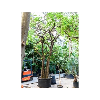 Баухуния (Орхидейное дерево) saccacalyx стебель special Диаметр горшка — 120 см Высота растения — 650 см