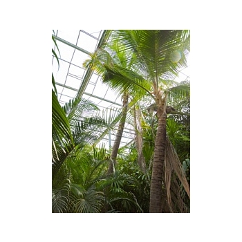 Кокосовая пальма nucifera стебель (650) Диаметр горшка — 140 см Высота растения — 900 см