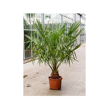 Коперниция (пальма) Альба стебель Диаметр горшка — 35 см Высота растения — 190 см