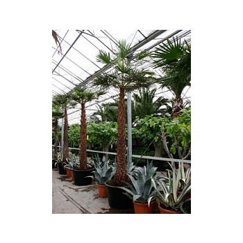 Коперниция (пальма) Альба стебель Диаметр горшка — 80 см Высота растения — 375 см