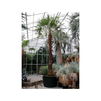 Коперниция (пальма) Альба стебель Диаметр горшка — 120 см Высота растения — 600 см