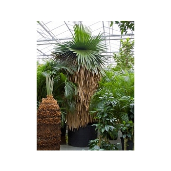 Коперниция (пальма) macroglossa стебель Диаметр горшка — 120 см Высота растения — 425 см