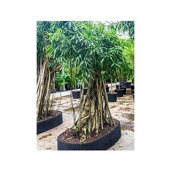 Фикус Али (Биннендийка) bonsai Диаметр горшка — 160/110 см Высота растения — 425 см