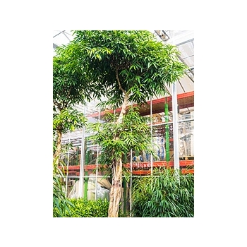Фикус Али (Биннендийка) стебель Диаметр горшка — 95 см Высота растения — 650 см
