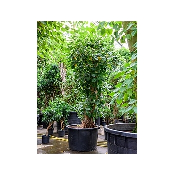Фикус Алтиссима branched Диаметр горшка — 110 см Высота растения — 350 см