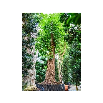 Фикус Алтиссима stam Диаметр горшка — 170 см Высота растения — 550 см
