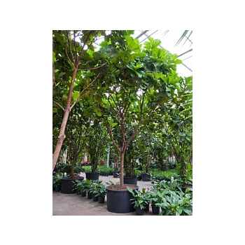Фикус Лира стебель branched Диаметр горшка — 120 см Высота растения — 600 см