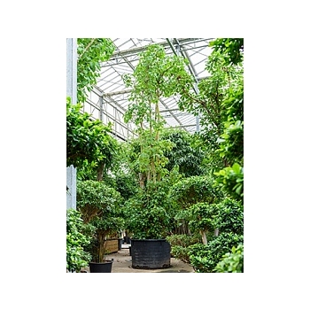 Фикус Религиоза стебель Диаметр горшка — 130 см Высота растения — 775 см