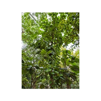 Terminalia catappa стебель Диаметр горшка — 110 см Высота растения — 850 см