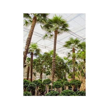 Трахикарпус Форчуна стебель (675) Диаметр горшка — 140 см Высота растения — 975 см