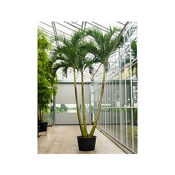 Пальма Вейчия Адонидия merrillii 3-стебель Диаметр горшка — 85 см Высота растения — 550 см