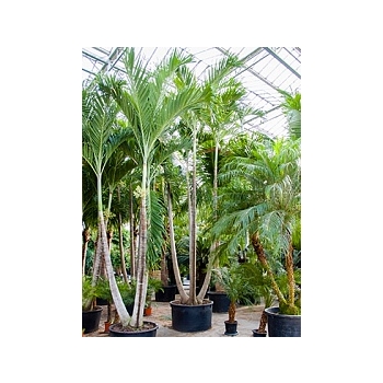 Пальма Вейчия Адонидия merrillii 4-стебель Диаметр горшка — 110 см Высота растения — 600 см