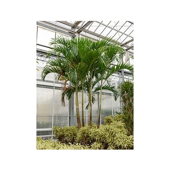 Пальма Вейчия Адонидия merrillii 5-6-стебель Диаметр горшка — 95 см Высота растения — 550 см