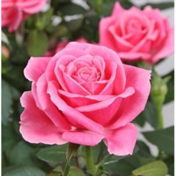 Роза Патио малиновая Эсмеральда
