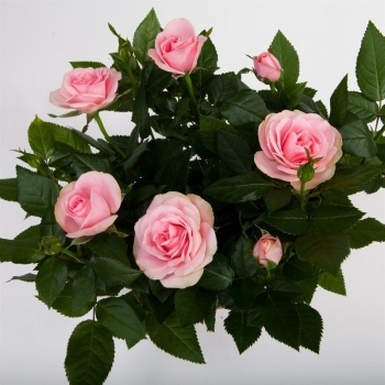 Роза Кордана розовая Марика