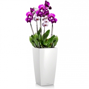 Орхидея Фаленопсис + CUBICO 22