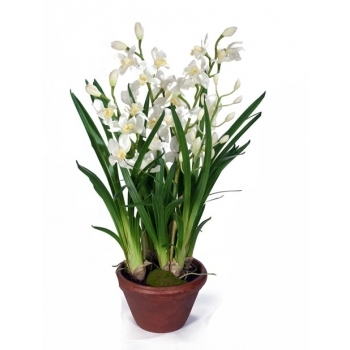 Орхидея Цимбидиум Белая в кашпо