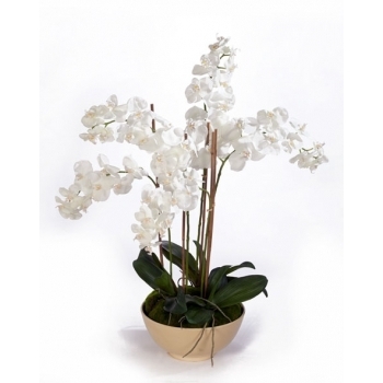 Орхидея Фаленопсис в кремовом кашпо