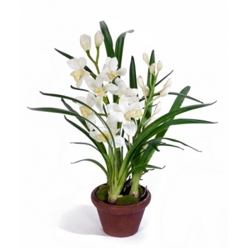 Орхидея Цимбидиум белая малая в кашпо