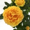 Роза Патио оранжевая Мандарина