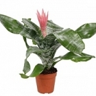 Эхмея picollo elegant pink Диаметр горшка — 12 см Высота растения — 45 см