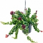 Эсхинантус twister xl hanger Диаметр горшка — 15 см Высота растения — 50 см