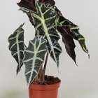 Алоказия  polly Диаметр горшка — 12 см Высота растения — 40 см