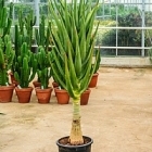 Алоэ hercules stem Диаметр горшка — 35 см Высота растения — 160 см