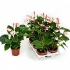 Антуриум amalia elegance white/pink Диаметр горшка — 12 см Высота растения — 45 см