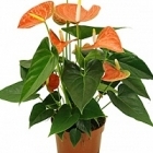 Антуриум prince of orange orange Диаметр горшка — 12 см Высота растения — 40 см