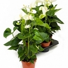 Антуриум sierra white white Диаметр горшка — 17 см Высота растения — 65 см