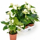 Антуриум sierra white white Диаметр горшка — 12 см Высота растения — 40 см