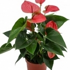 Антуриум sweetdream pink Диаметр горшка — 12 см Высота растения — 35 см