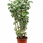 Аралия (Полисциас) balforiana branched Диаметр горшка — 32 см Высота растения — 130 см